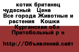 котик британец чудесный › Цена ­ 12 000 - Все города Животные и растения » Кошки   . Курганская обл.,Притобольный р-н